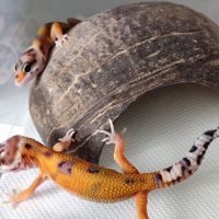 Geckos léopard 2023 - blood