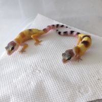 Geckos léopard 2023 - lemon frost
