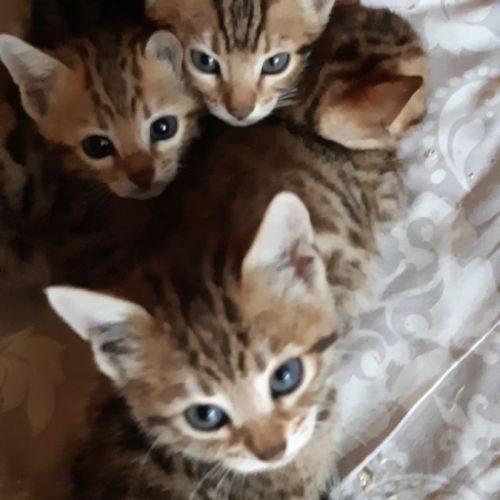 Chatons bengal loof brown tobby rosette