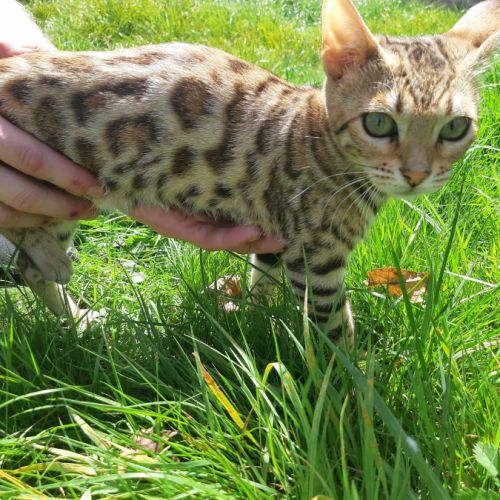 Chatons bengal loof brown tobby rosette #2