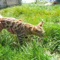 Chatons bengal loof brown tobby rosette #3