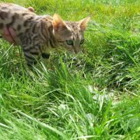 Chatons bengal loof brown tobby rosette #4