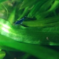 Neocaridina (crevette) blue dream #2