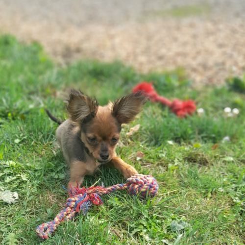Chiot russkiy toy (petit chien russe)