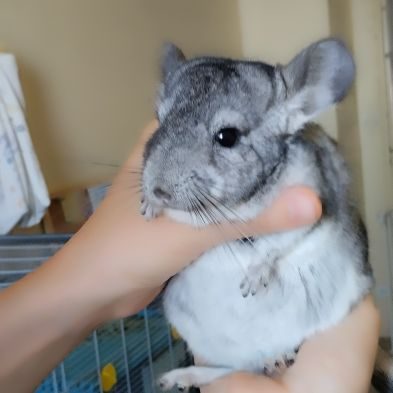 À vendre :  bébé chinchilla mâle gris standard #1