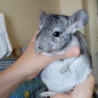À vendre :  bébé chinchilla mâle gris standard #1