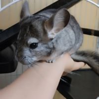 À vendre :  bébé chinchilla mâle gris standard #3