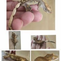 Geckos à crête juvéniles correlophus ciliatus #2