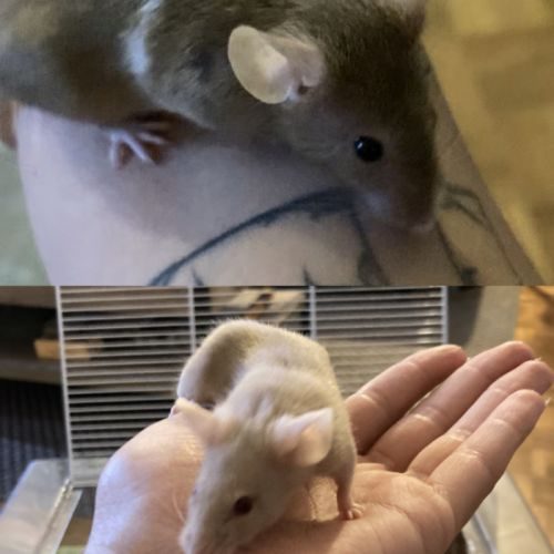 Deux souris femelles de 5 mois à donner