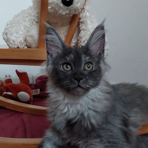 Magnifiques chatons maine coon loof #5