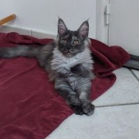 Magnifiques chatons maine coon loof #2