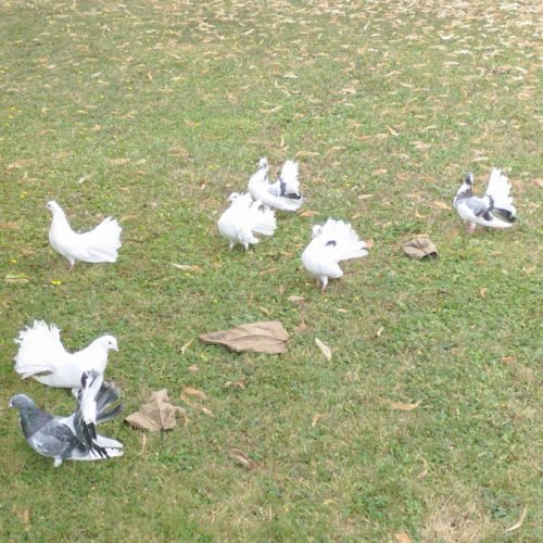 Pigeons paons #1