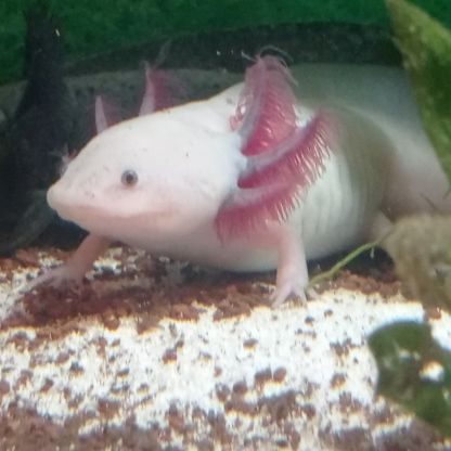 Axolotl sauvage et axolotl leuscistique