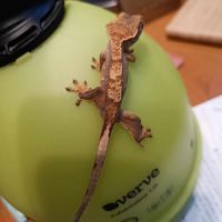 Geckos à crête (correlophus ciliatus) à vendre #1