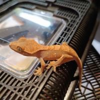 Geckos à crête (correlophus ciliatus) à vendre #2