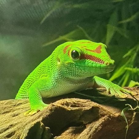 Gecko  phelsuma grandis 1.5 ans