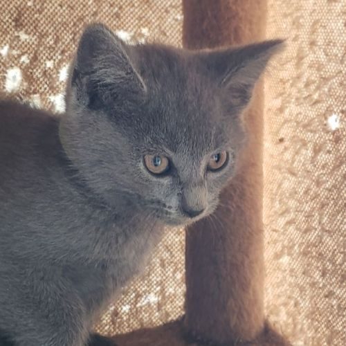 Chatons chartreux loof femelles #3