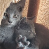 Chatons chartreux loof femelles #1