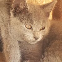 Chatons chartreux loof femelles #2