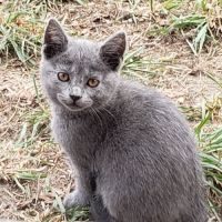 Chatons chartreux loof femelles #4