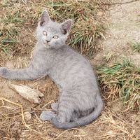 Chatons chartreux loof femelles #5