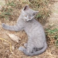 Chatons chartreux loof femelles