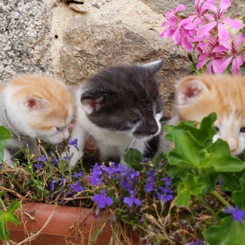 3 chatons non loof #1