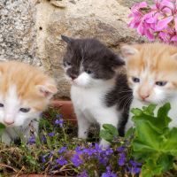 3 chatons non loof