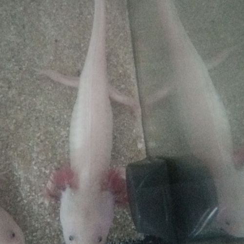 Axolotl mâle leucistique #2