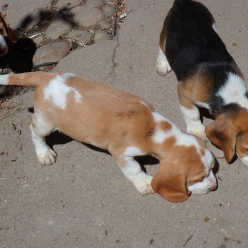 Chiots beagle parents lof