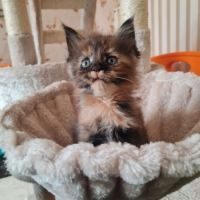 Magnifique chatons maine coon loof #5