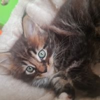 Magnifique chatons maine coon loof #6