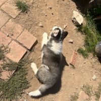 Chiot husky mâle à adopter #1