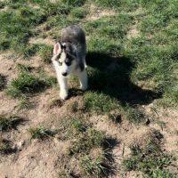 Chiot husky mâle à adopter #4