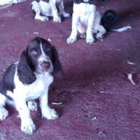 Chiot english springer spaniels pure lignée chasse