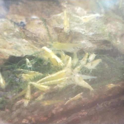 Crevettes yellow aquarium
