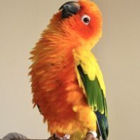 Magnifique perroquet conure soleil apprivoisée eam #3