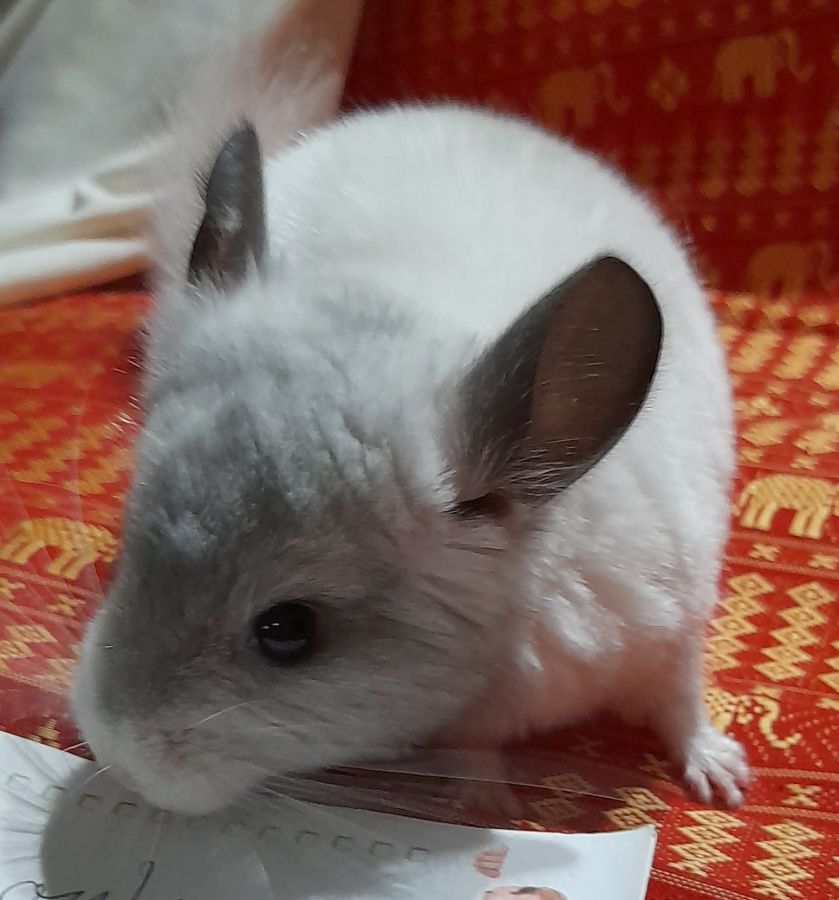 Chinchilla Bébé 92500