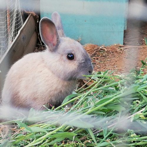 Vends jeunes lapins nains couleur gris #3