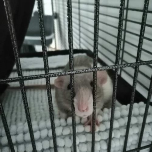 3 rats femelles dumbo à l’adoption #1