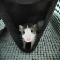 3 rats femelles dumbo à l’adoption