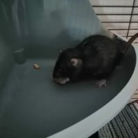 3 rats femelles dumbo à l’adoption #3