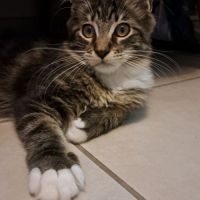 Chatons maine coon loof #7