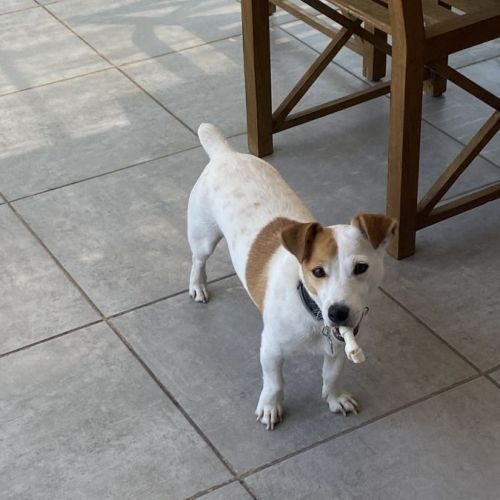 Femelle jack russell propose saillie