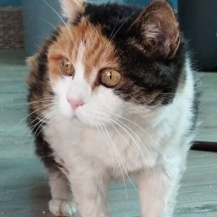 Bella 1, adorable chat femelle à l'adoption