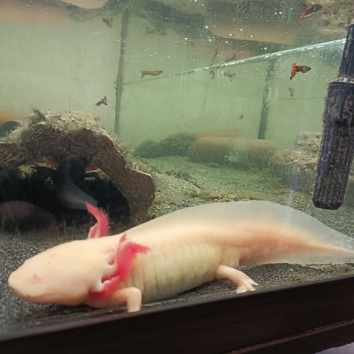 2 axolotls