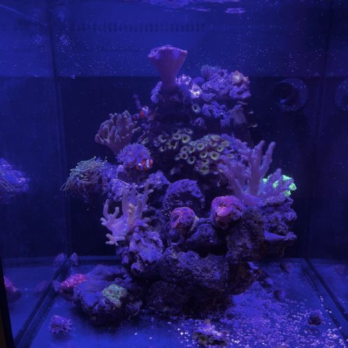 Récif 40*30*30 + coraux/amphiprions/détritivores #2