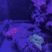 Récif 40*30*30 + coraux/amphiprions/détritivores #3