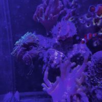 Récif 40*30*30 + coraux/amphiprions/détritivores #4