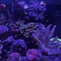 Récif 40*30*30 + coraux/amphiprions/détritivores #5